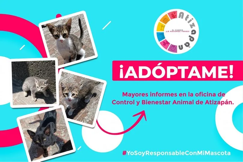 Si estas interesado en adoptar alguno de estos gatitos acercate jpg