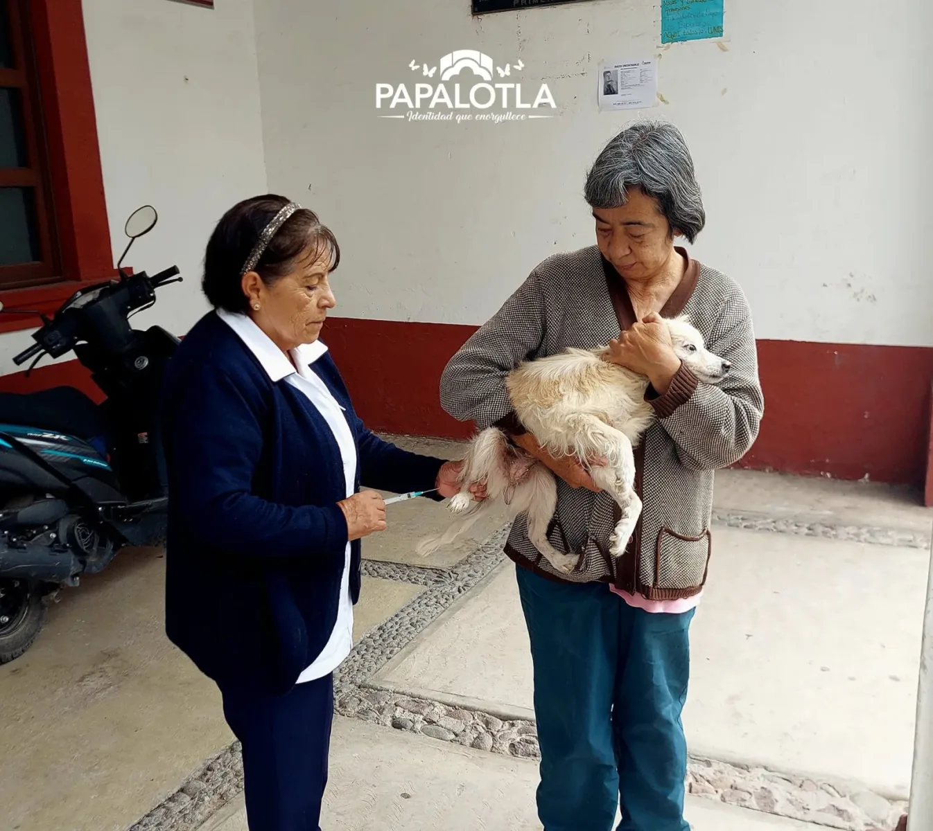 vacunaatumascota ¡Comenzo la Jornada Estatal de VacunacionAntirrabica en P scaled