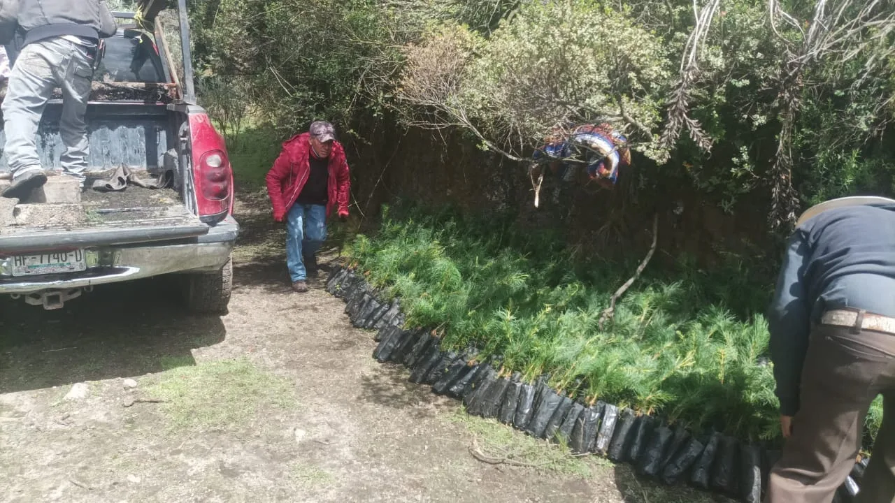 ¡Estamos reforestando Son seis mil arboles que en una primera jpg