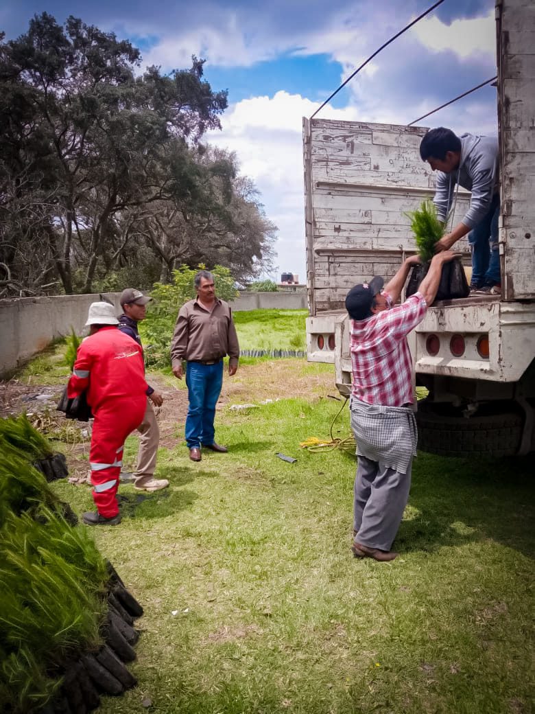 1690912576 65 Estamos donando arboles maderables si requieres algunos pide informacion en