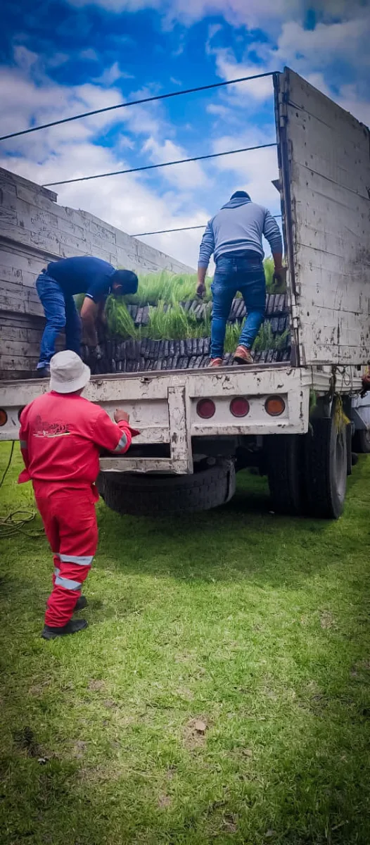 1690912580 340 Estamos donando arboles maderables si requieres algunos pide informacion en