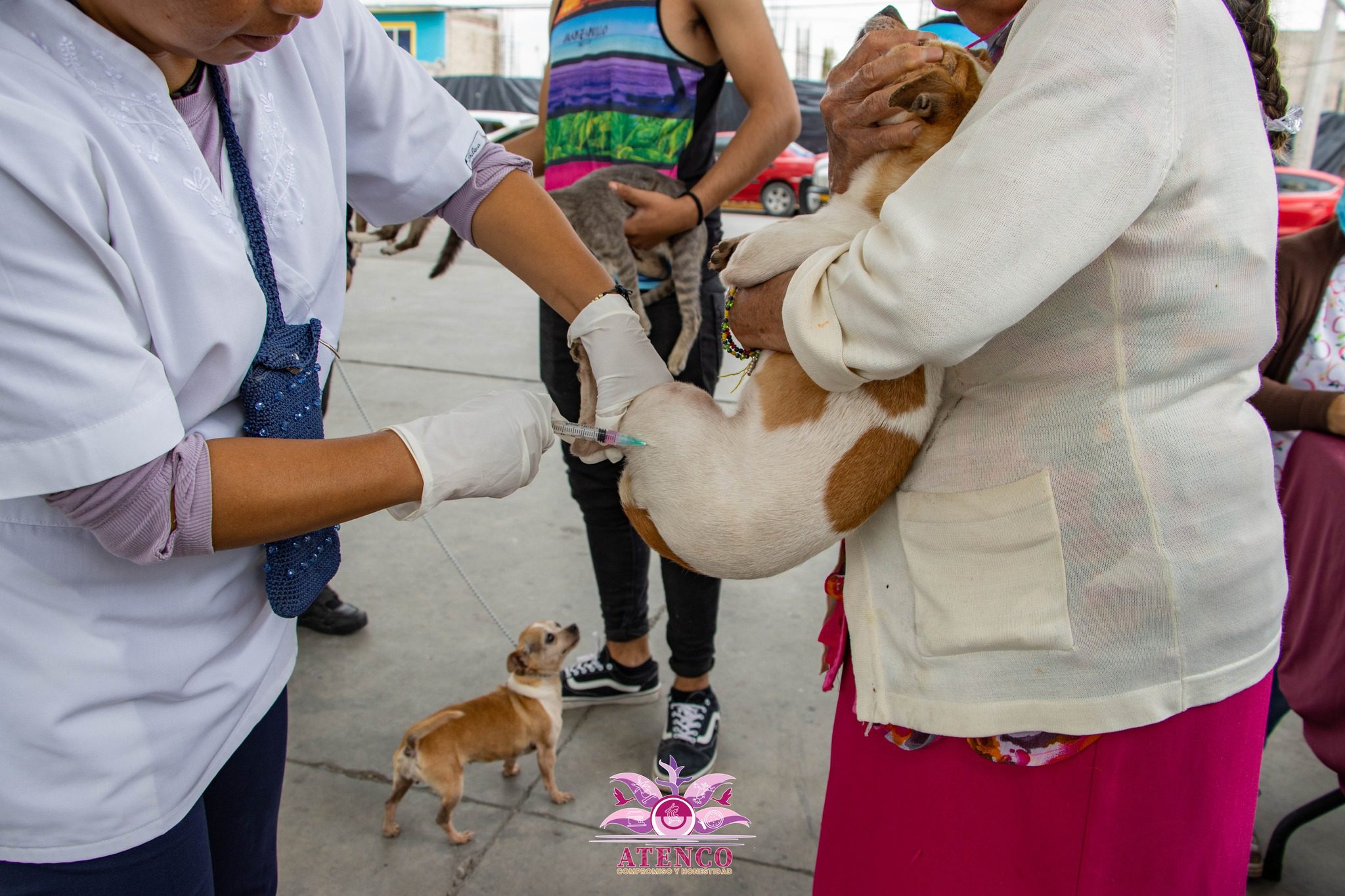 1690915867 157 Jornada Estatal de vacunacion antirrabica canina y felina 2023 Recuerda