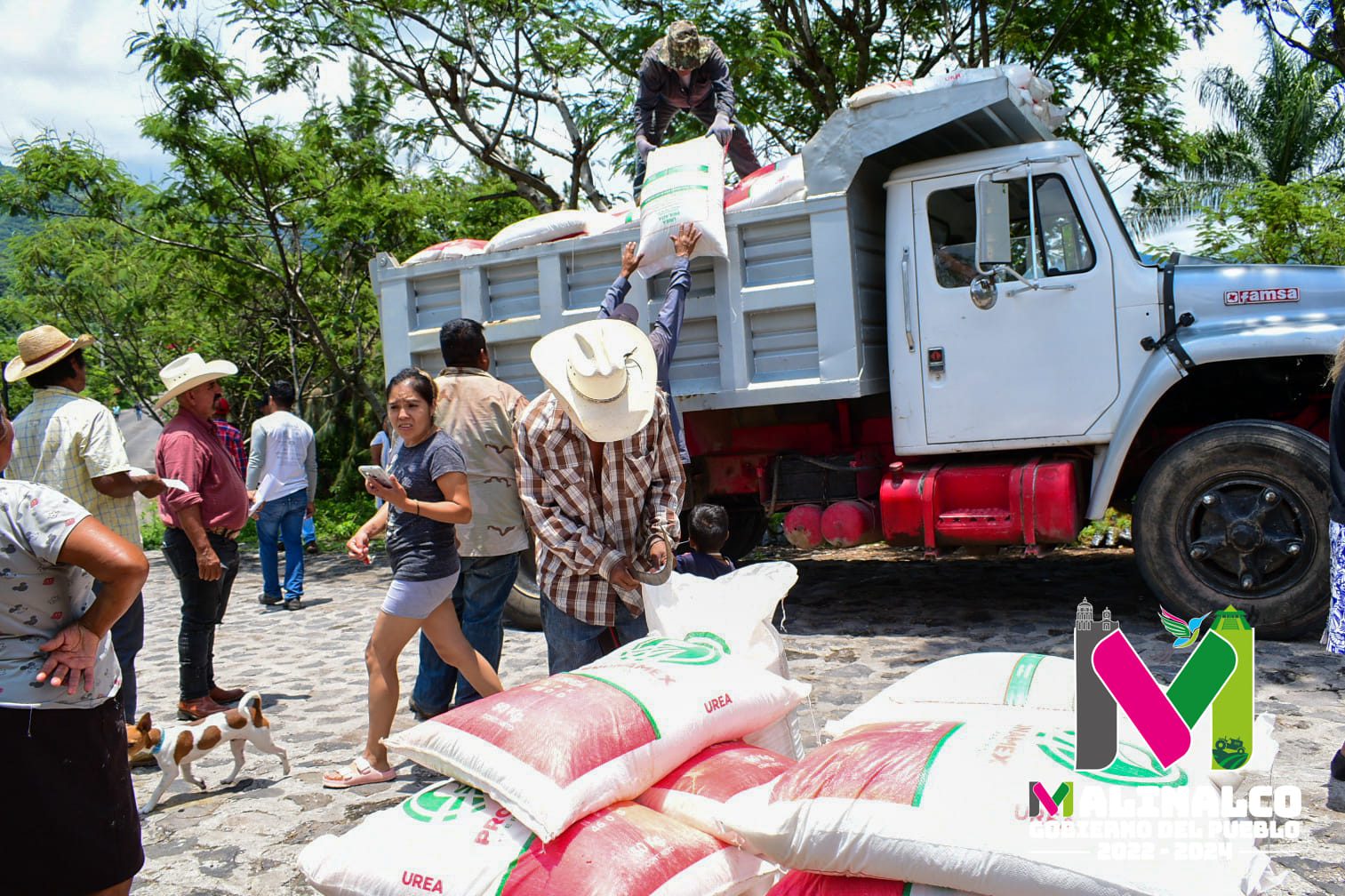 1690933190 684 Seguimos entregando fertilizante a nuestros amigos campesinos del municipio En