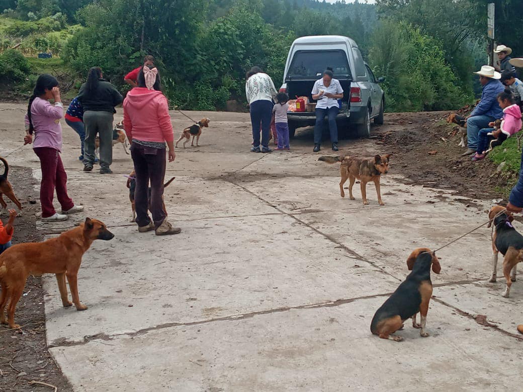 1690979556 645 Este dia se realizo la vacunacion antirrabica de perros y