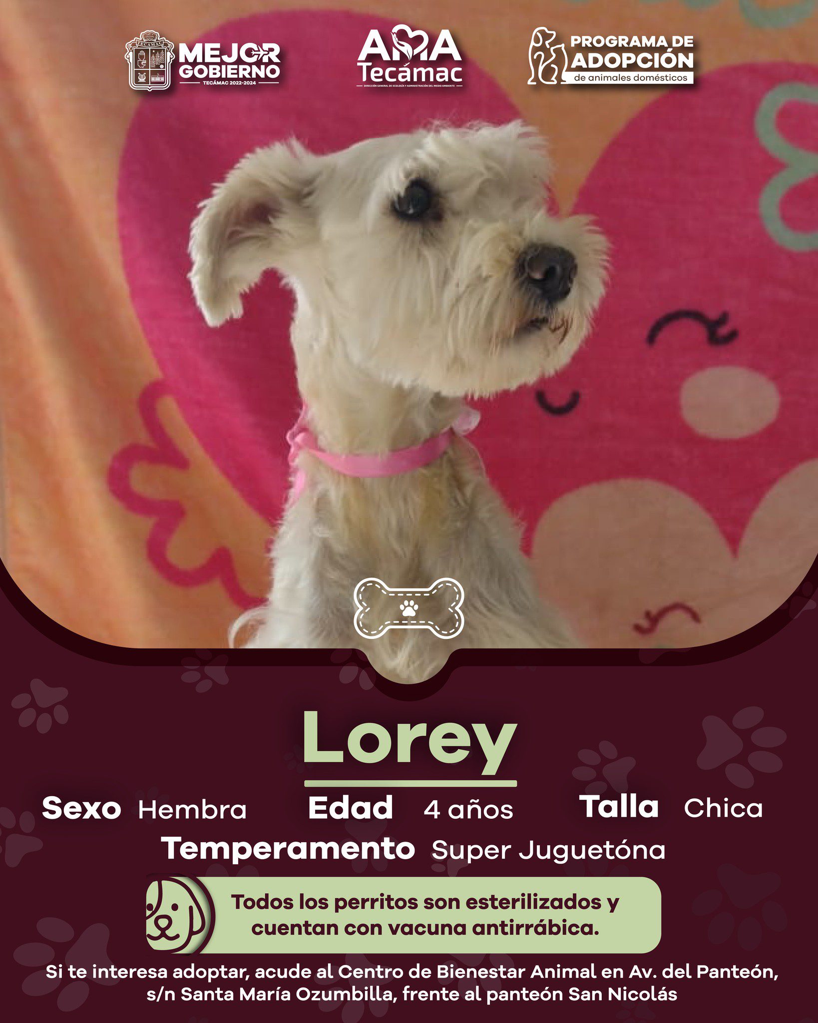 1691007522 327 En Tecamac promovemos la AdopcionResponsable ¿Te interesa adoptar acude al