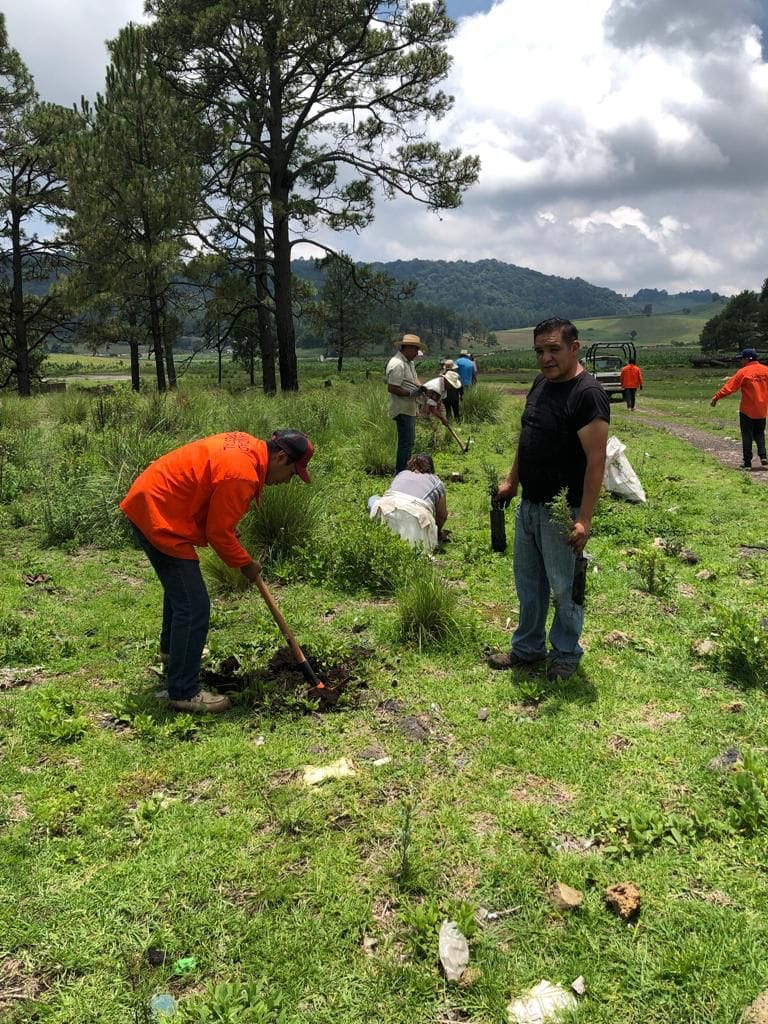 1691065881 675 3Reforestacion Cabera Municipal Esta manana logramos realizar la reforestacio