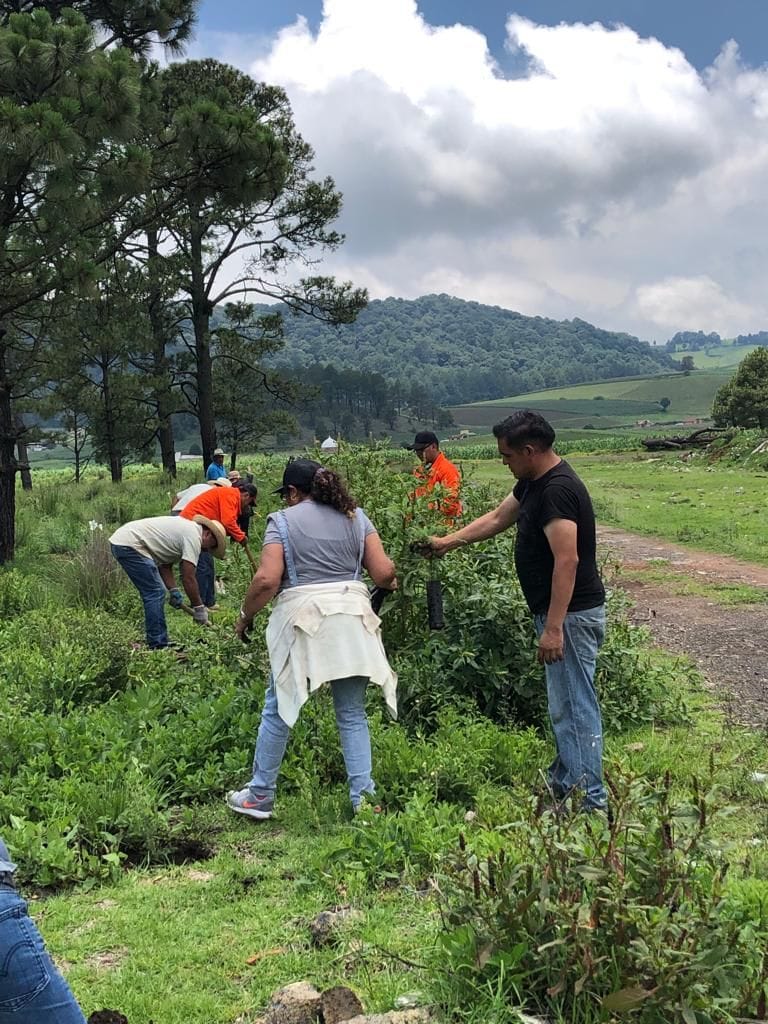 1691065885 911 3Reforestacion Cabera Municipal Esta manana logramos realizar la reforestacio