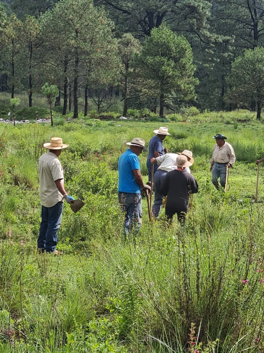 1691065889 224 3Reforestacion Cabera Municipal Esta manana logramos realizar la reforestacio