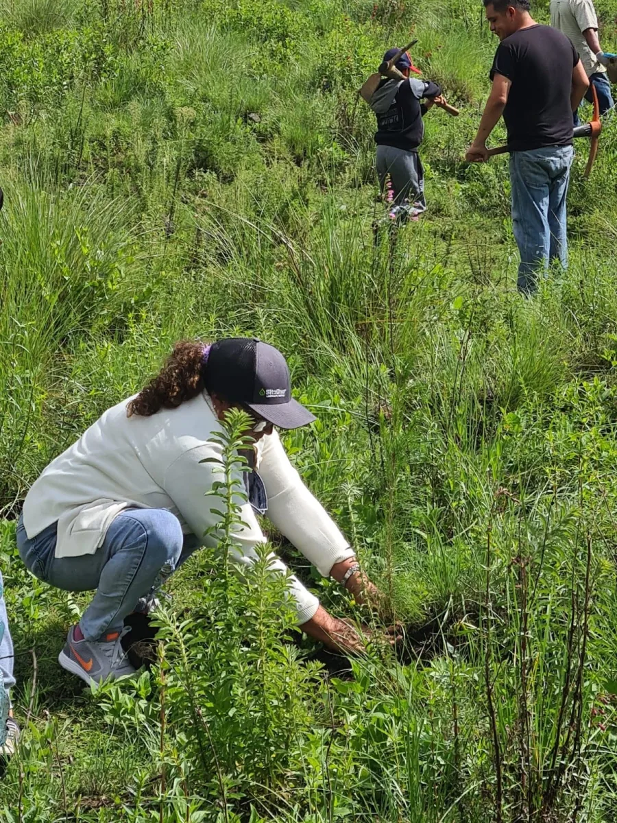 1691065894 525 3Reforestacion Cabera Municipal Esta manana logramos realizar la reforestacio