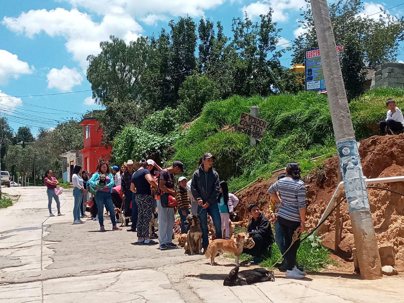 1691073616 569 Este dia se realizo la vacunacion antirrabica de perros y