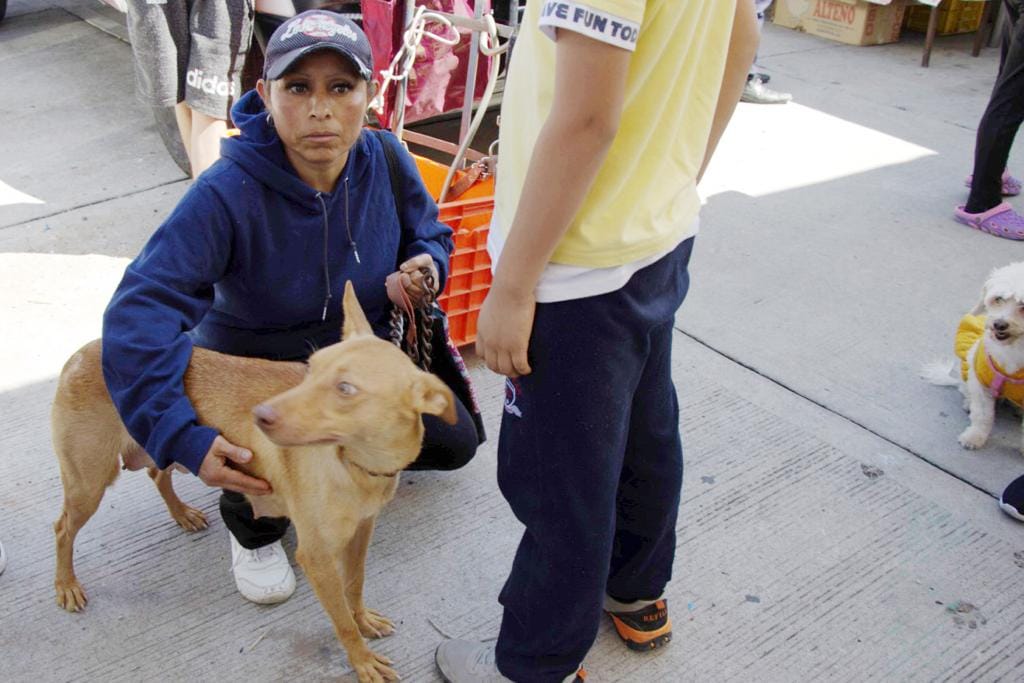 1691081257 597 ALTA RESPUESTA DE CHIMALHUAQUENSES EN LAS JORNADAS DE ESTERILIZACION E