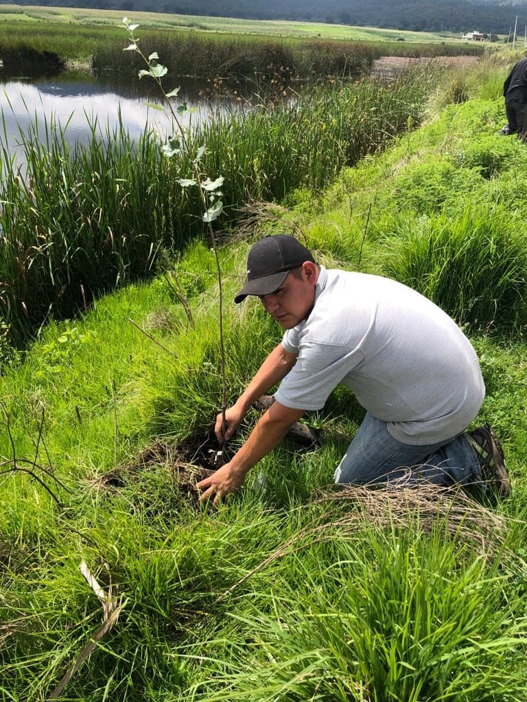 1691095136 611 4Reforestacion San Pedro Techuchulco Continuando con las reforestaciones en