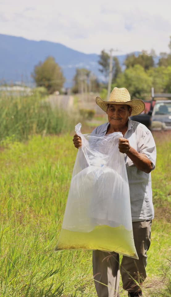 1691095391 710 Cultivar alimentos es cultivar vida una responsabilidad que trasciende las