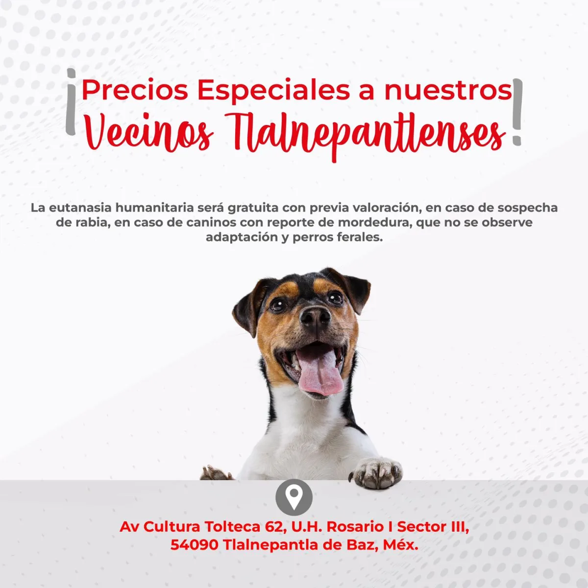 1691151496 235 Conoce los diferentes servicios que ofrece nuestra Clinica Veterinaria Huellitas