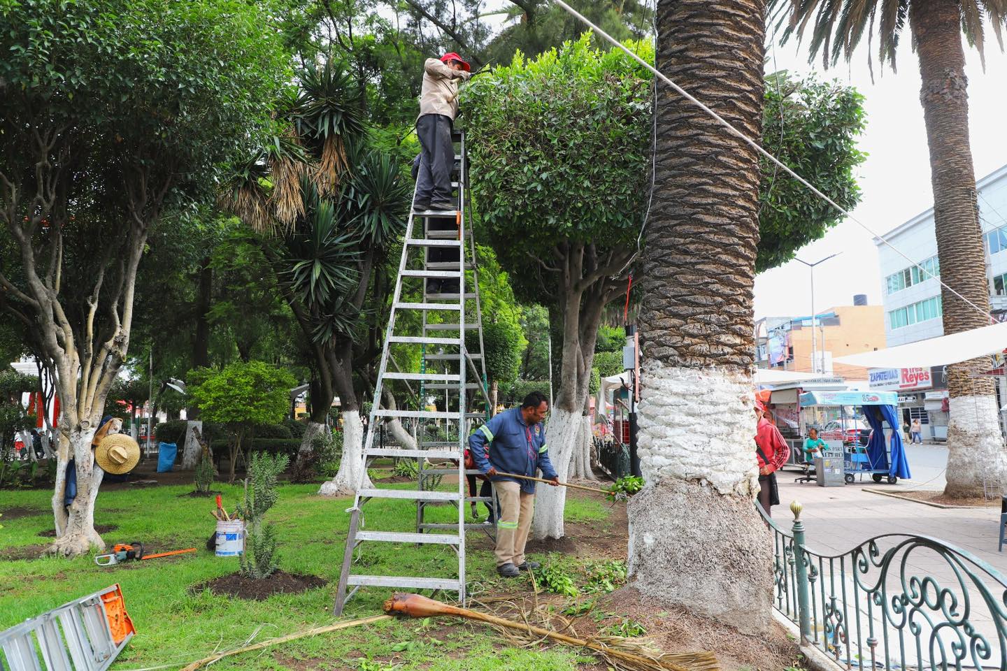 1691153549 855 Como parte del embellecimiento de la imagen urbana companeros de