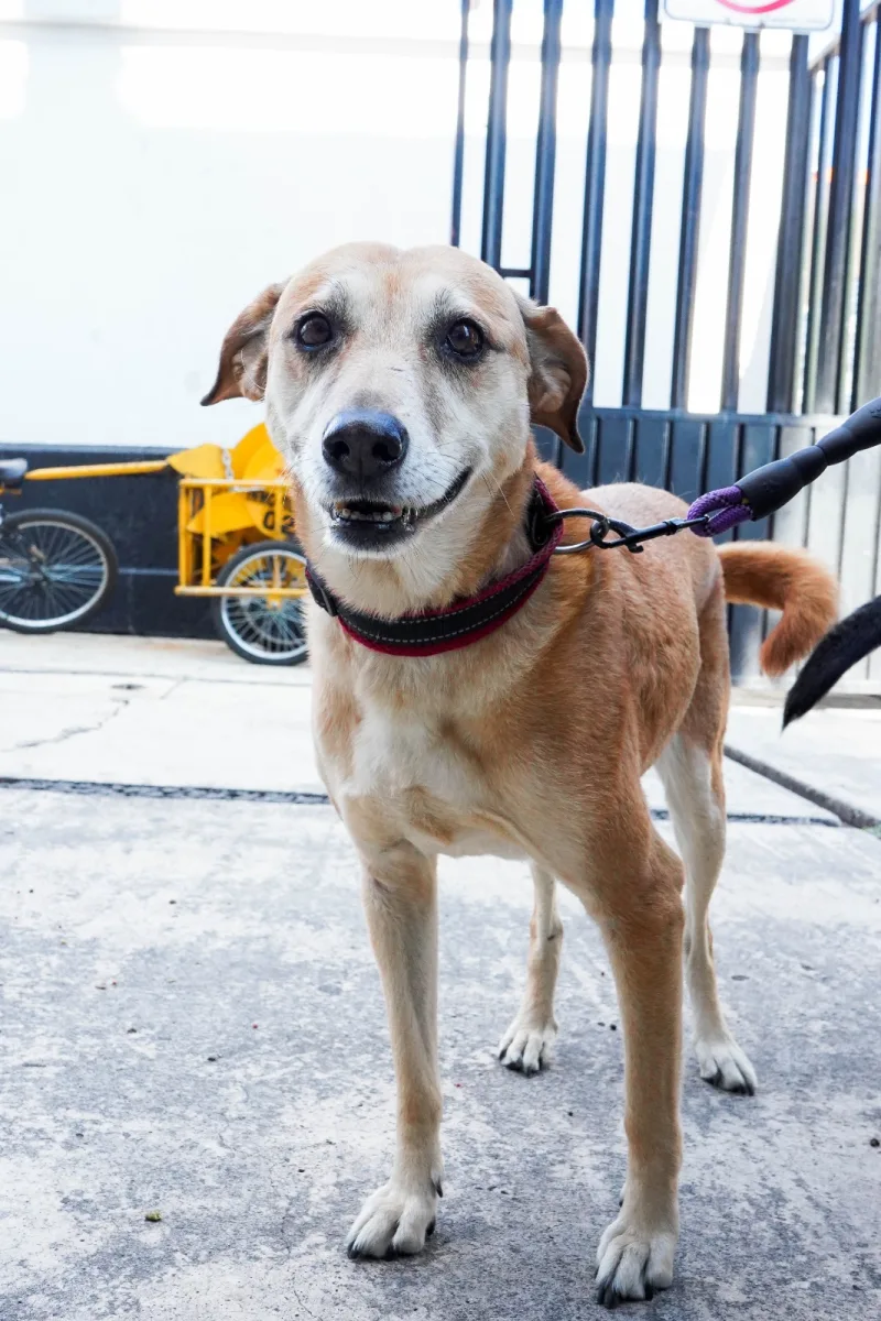 1691166199 776 No olvides llevar a tu amigo peludo a la jornada