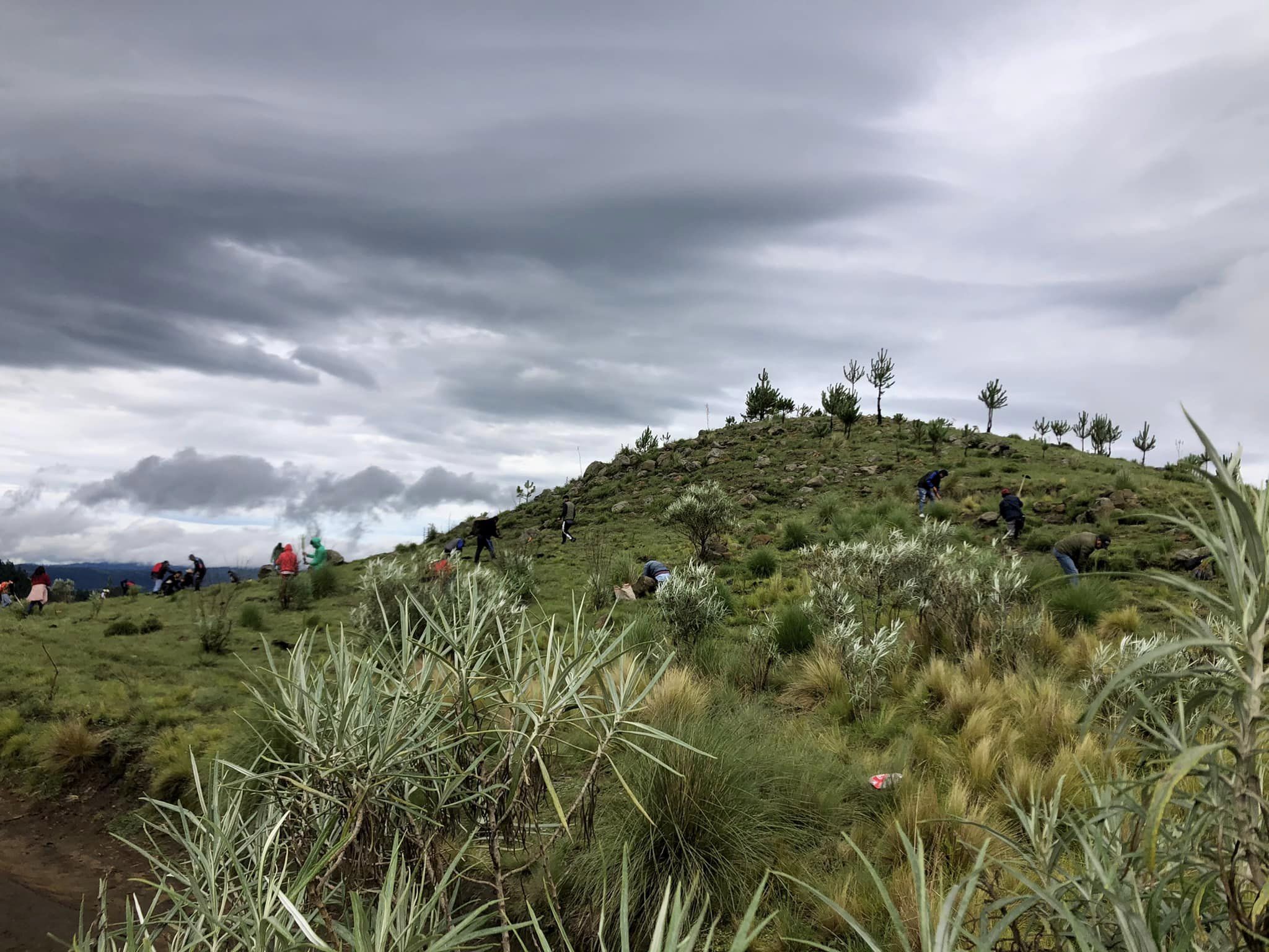 1691256303 734 Reforestacion Masiva 2023 Paraje el Volador