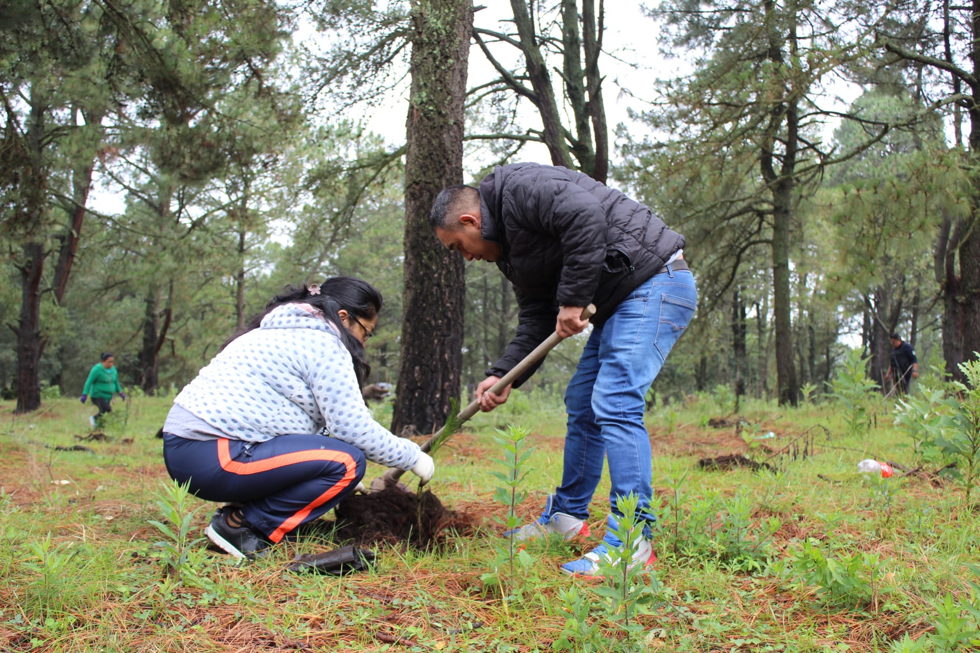 1691261272 70 5Reforestacion Una vez mas logramos realizar una reforestacion con 2000