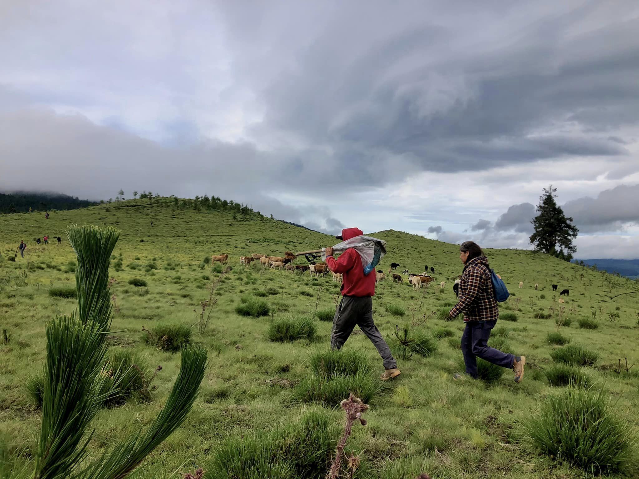 1691270893 822 Reforestacion Masiva 2023 Paraje el Volador