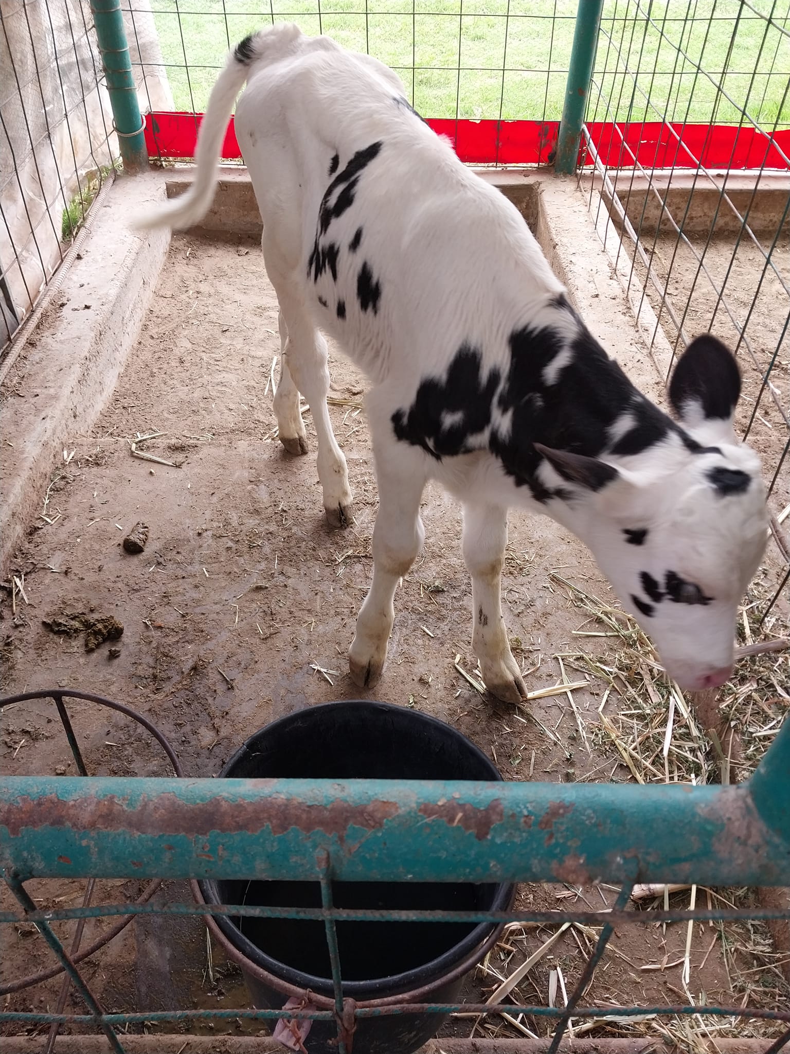 1691429390 611 Procesadora de Lacteos Rancho Pueblo Nuevo