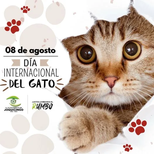 1691521289 08 de agosto DiaInternacionalDelGato GobiernoDeJoquicingo JuntosCambiamo jpg