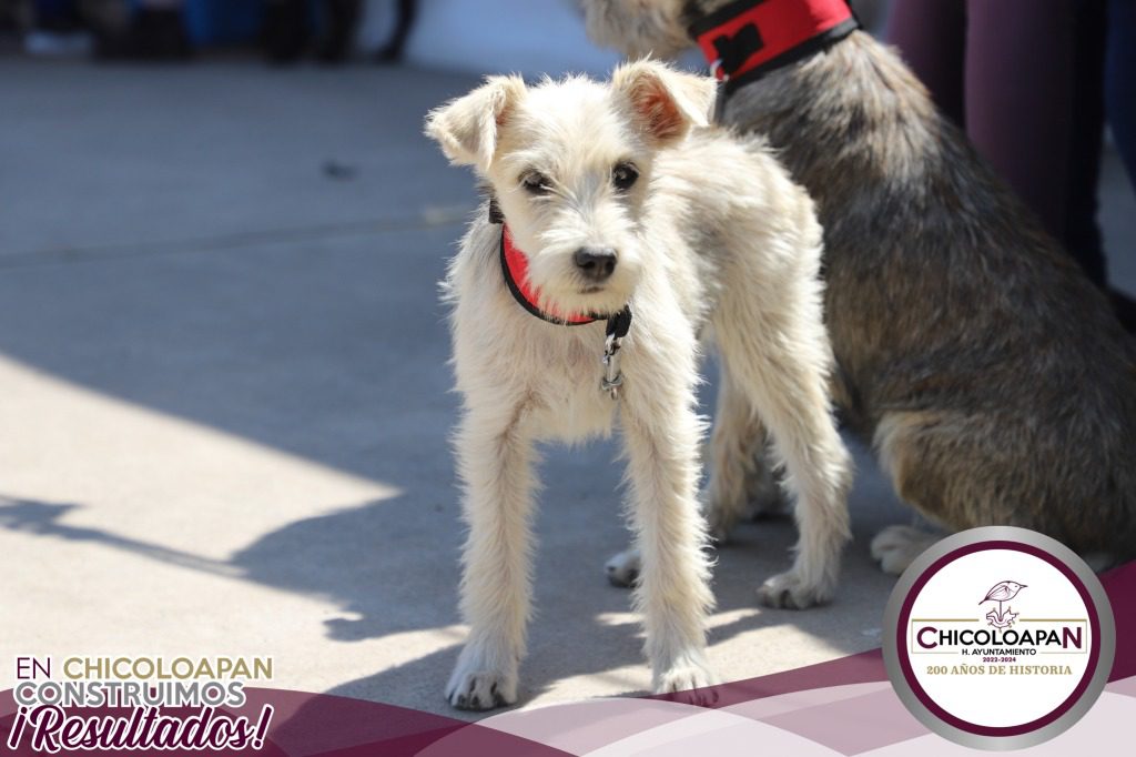 1691702567 740 La Jornada de Esterilizacion FelinaCanina se ha llevado a cabo