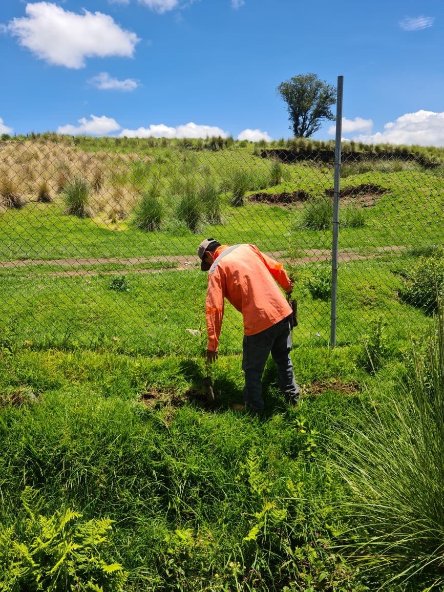 1691759689 100 6Reforestacion CabeceraMunicipal