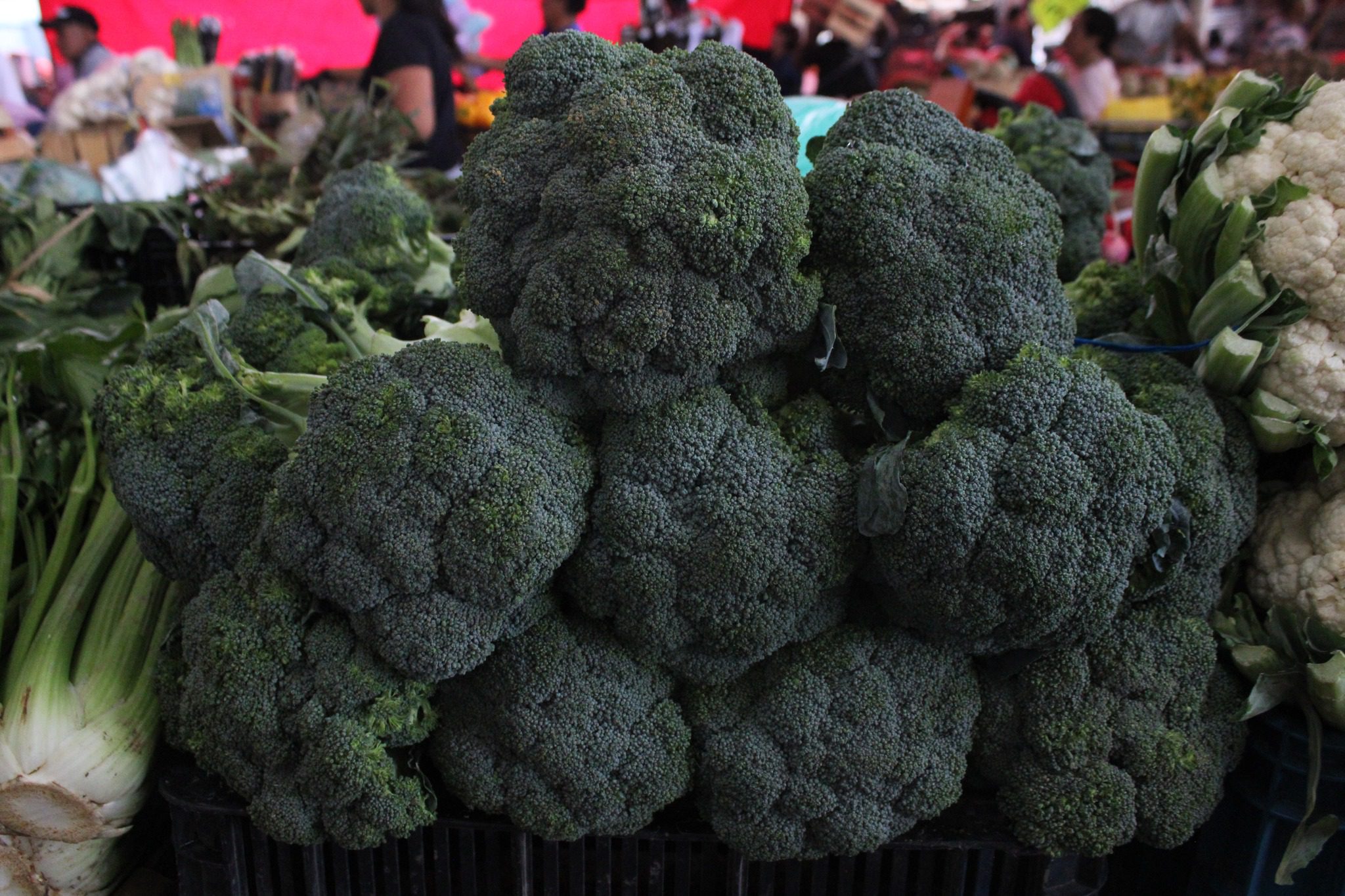 1691761823 973 Hoy es viernes de tianguis en ZumpanGO Si todavia no