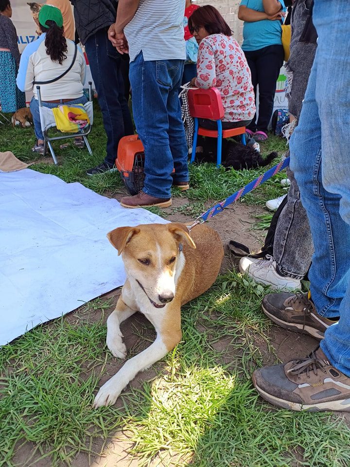 1691767919 79 Se realizo la Jornada de Esterilizacion Canina y Felina en