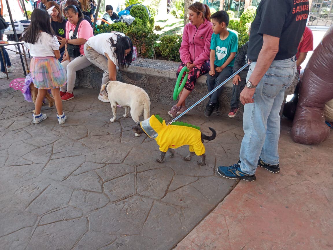 1692014989 471 ¡Te mostramos algunas fotos del primer festival Patitas Felices Nos