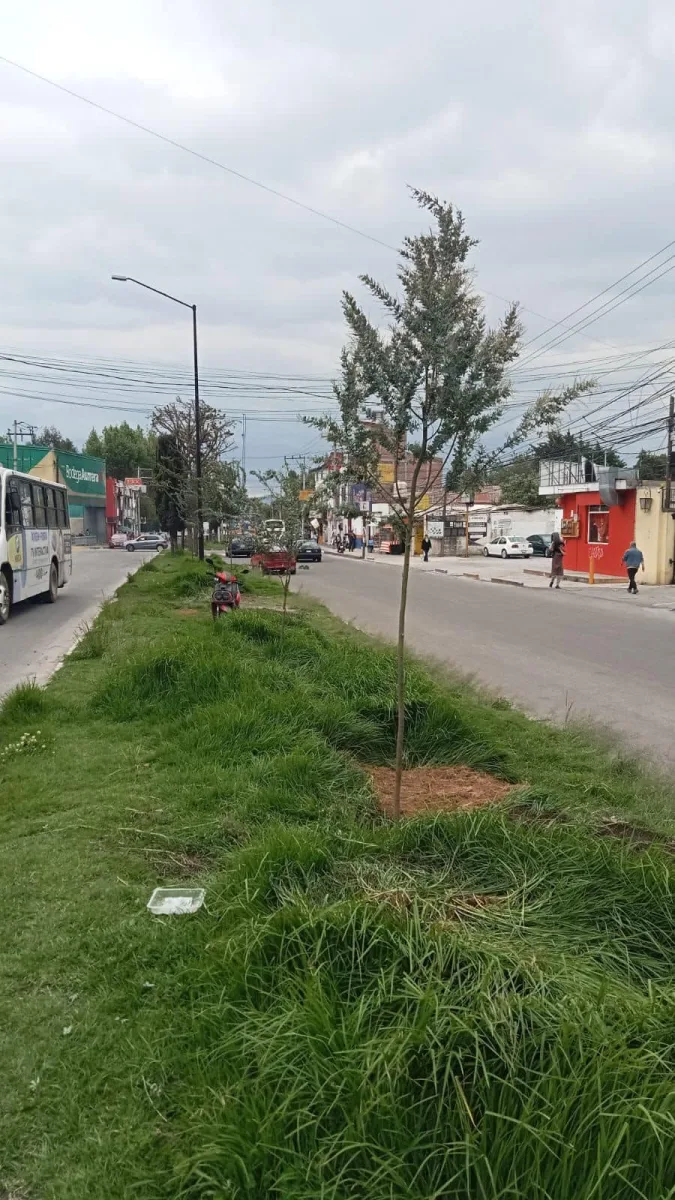 1692047680 718 La Direccion de Medio Ambiente Metepec esta poniendo chulo nuestro