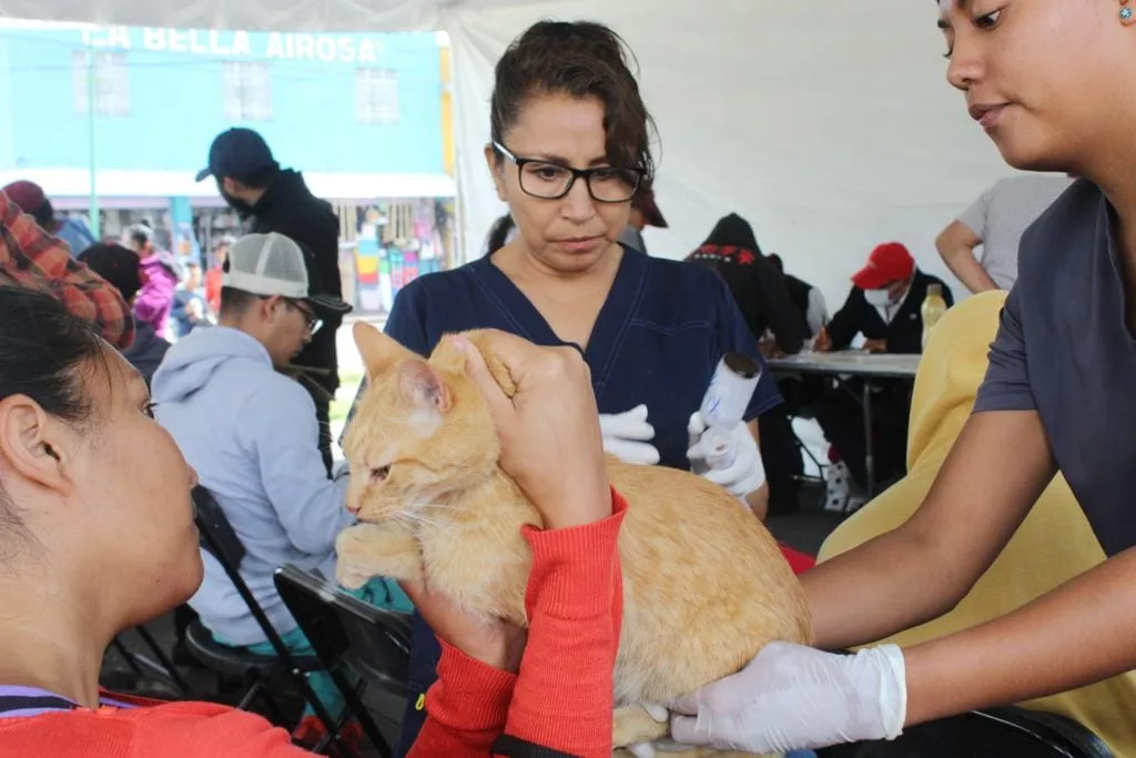 1692055806 REBASAN CHIMALHUACAN Y EDOMEX METAS DE ESTERILIZACION FELINA Y CANINA jpg