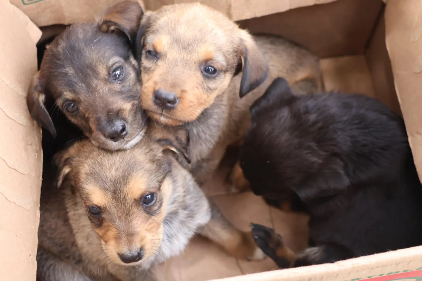 1692105652 Con el fin de cuidar de nuestras mascotas la Coordinacion scaled