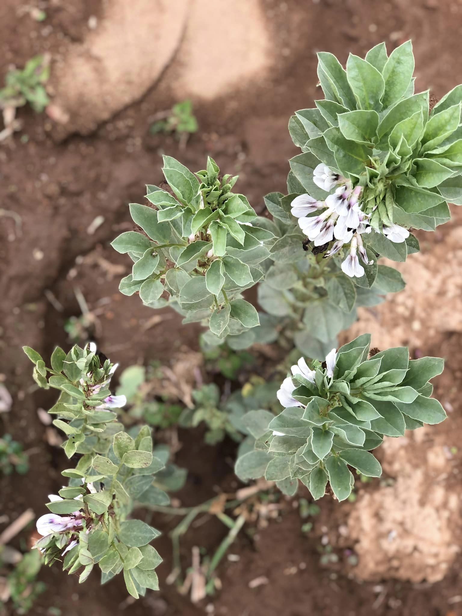 1692122067 954 Desde San Juan Tomasquillo florece Haba Xalatlaco