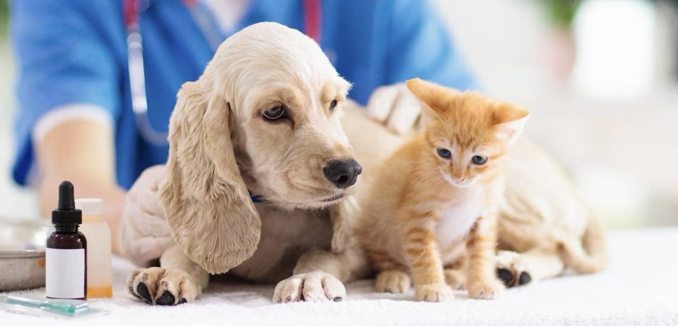 1692283038 738 ¡Feliz Dia del Veterinario a todos los profesionales de Zumpango