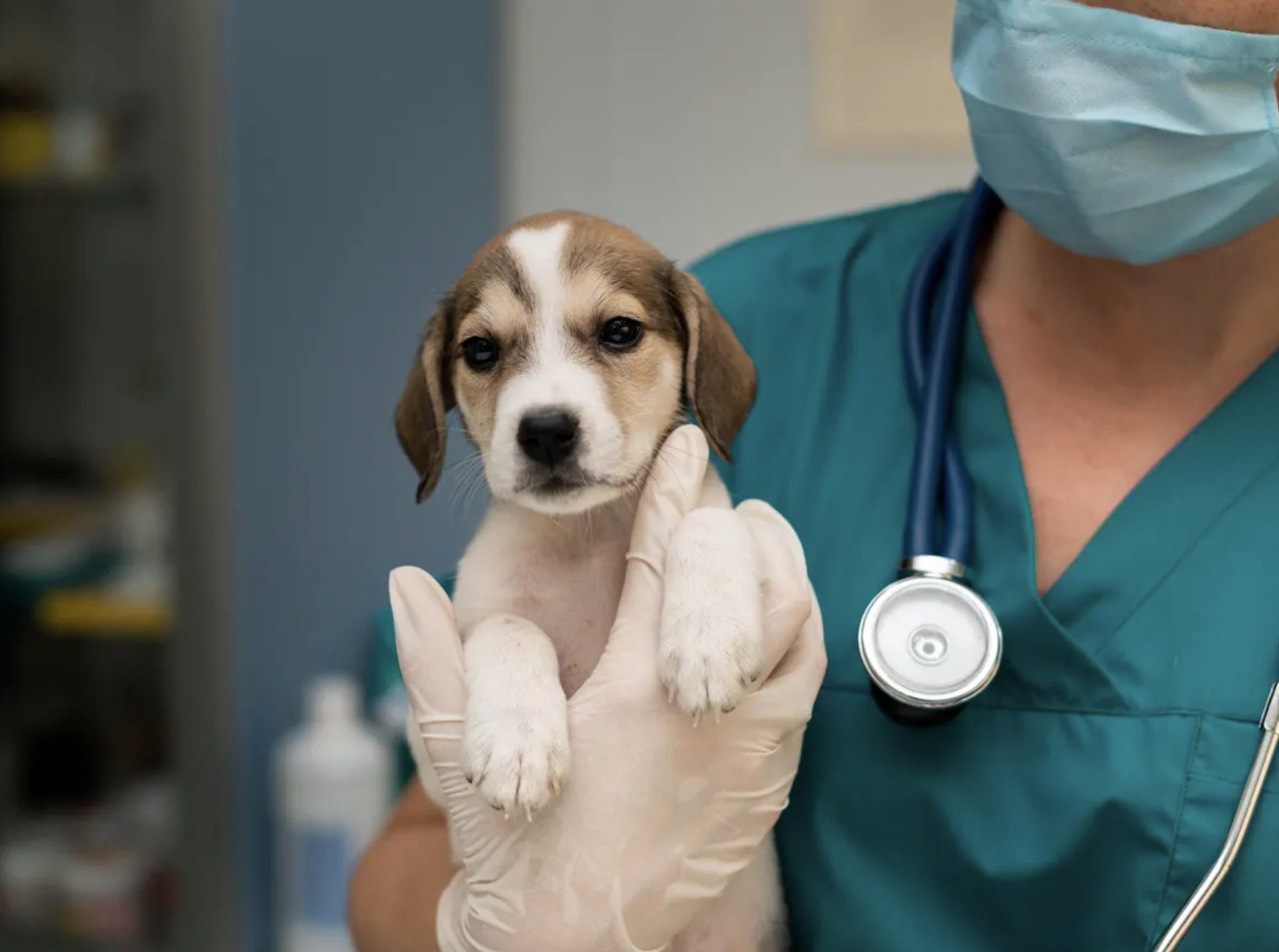 1692283043 97 ¡Feliz Dia del Veterinario a todos los profesionales de Zumpango