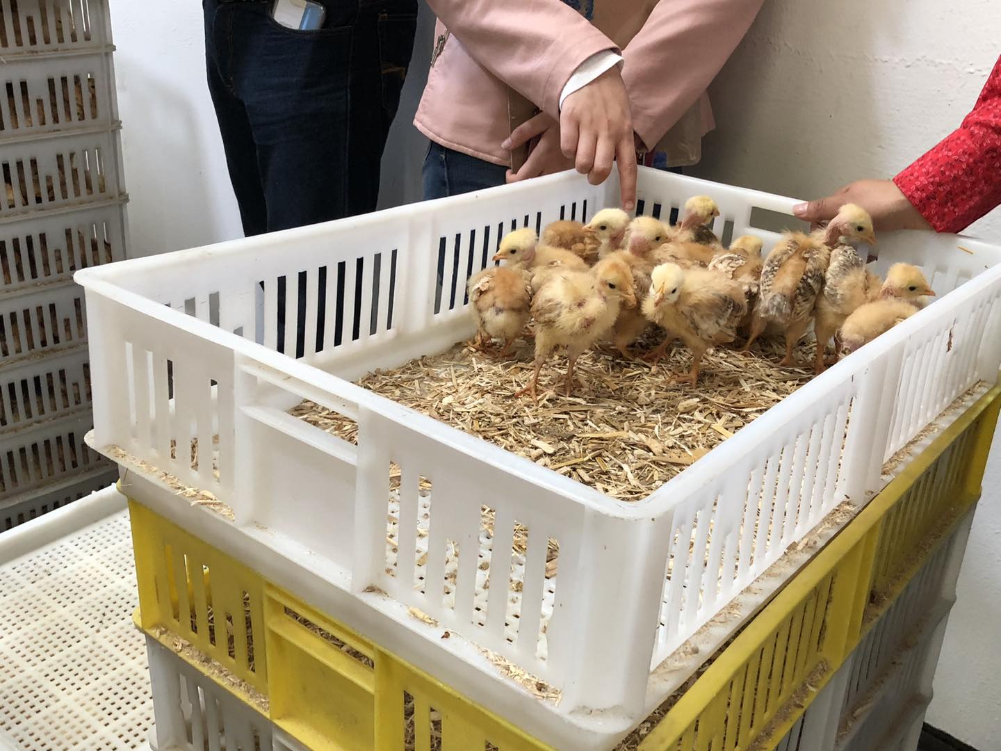 1692390186 222 ENTREGA DE AVES DE TRASPATIO Con la finalidad de