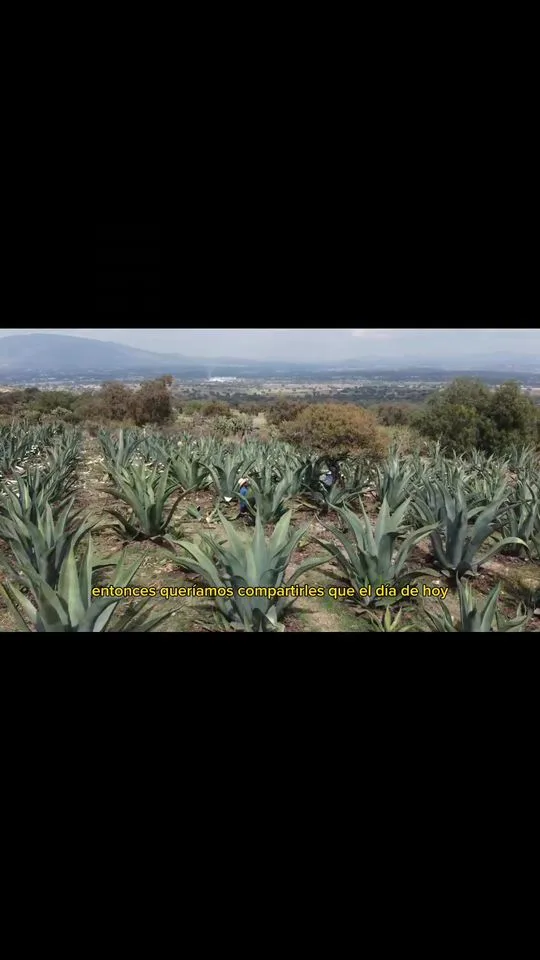 1692743334 Promoviendo la produccion de maguey pulquero en nuestro municipio En jpg