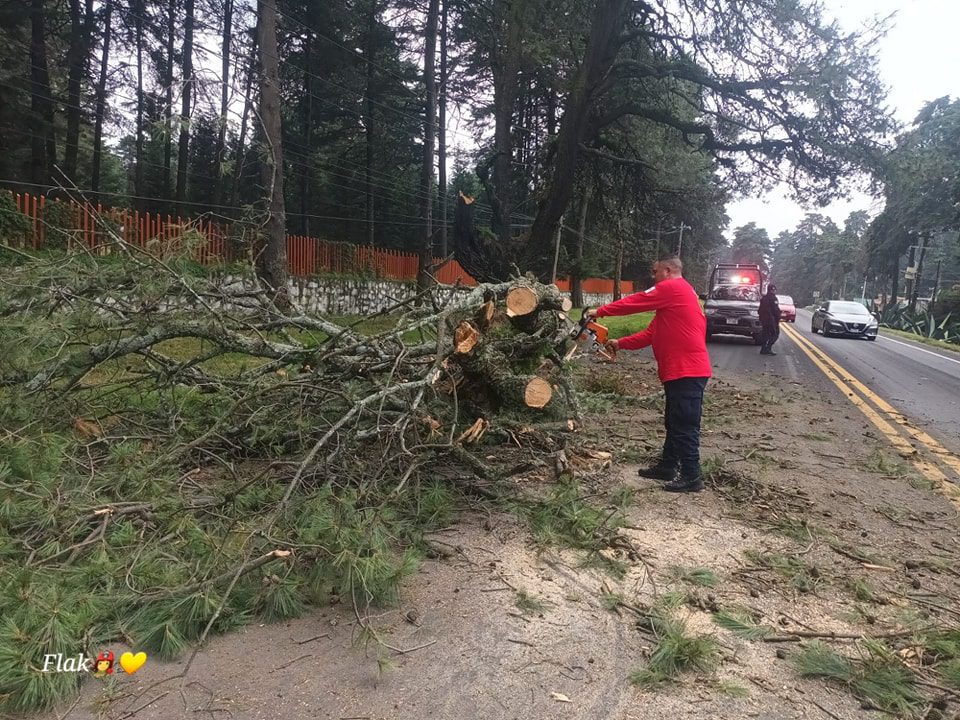 1692792329 472 SE DESPEJA CARRETERA FEDERAL MEXICO CUAUTLA ANTE CAIDA DE ARBOL EN