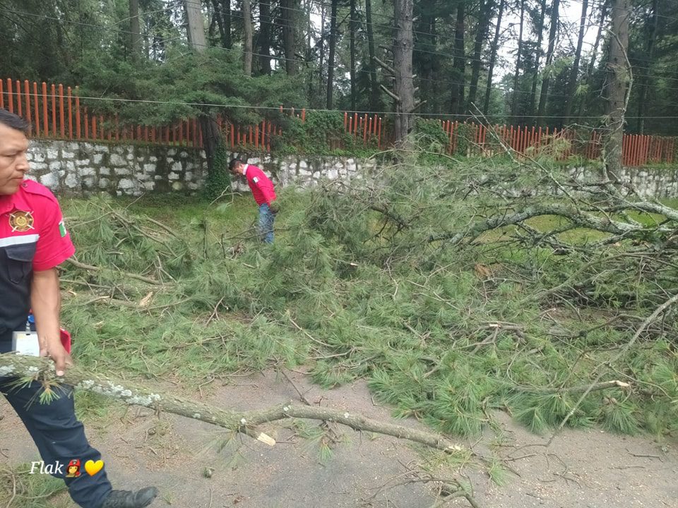 1692792333 237 SE DESPEJA CARRETERA FEDERAL MEXICO CUAUTLA ANTE CAIDA DE ARBOL EN