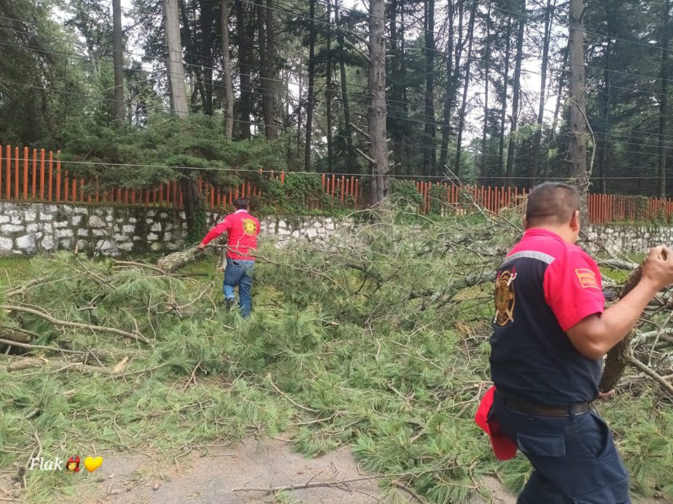 1692792337 485 SE DESPEJA CARRETERA FEDERAL MEXICO CUAUTLA ANTE CAIDA DE ARBOL EN