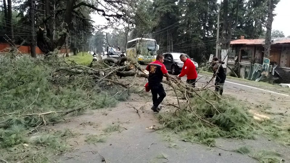 1692792341 295 SE DESPEJA CARRETERA FEDERAL MEXICO CUAUTLA ANTE CAIDA DE ARBOL EN