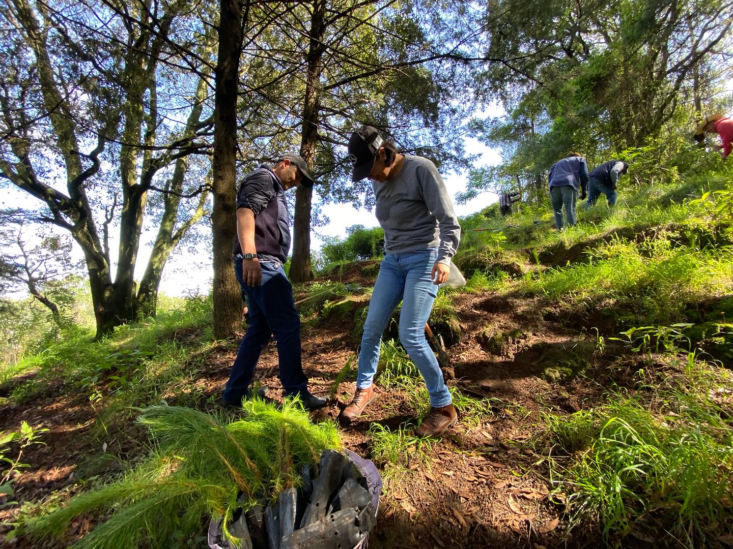 1692813994 527 Continuamos ReforestandoCapulhuac Iniciamos desde muy temprano las actividades