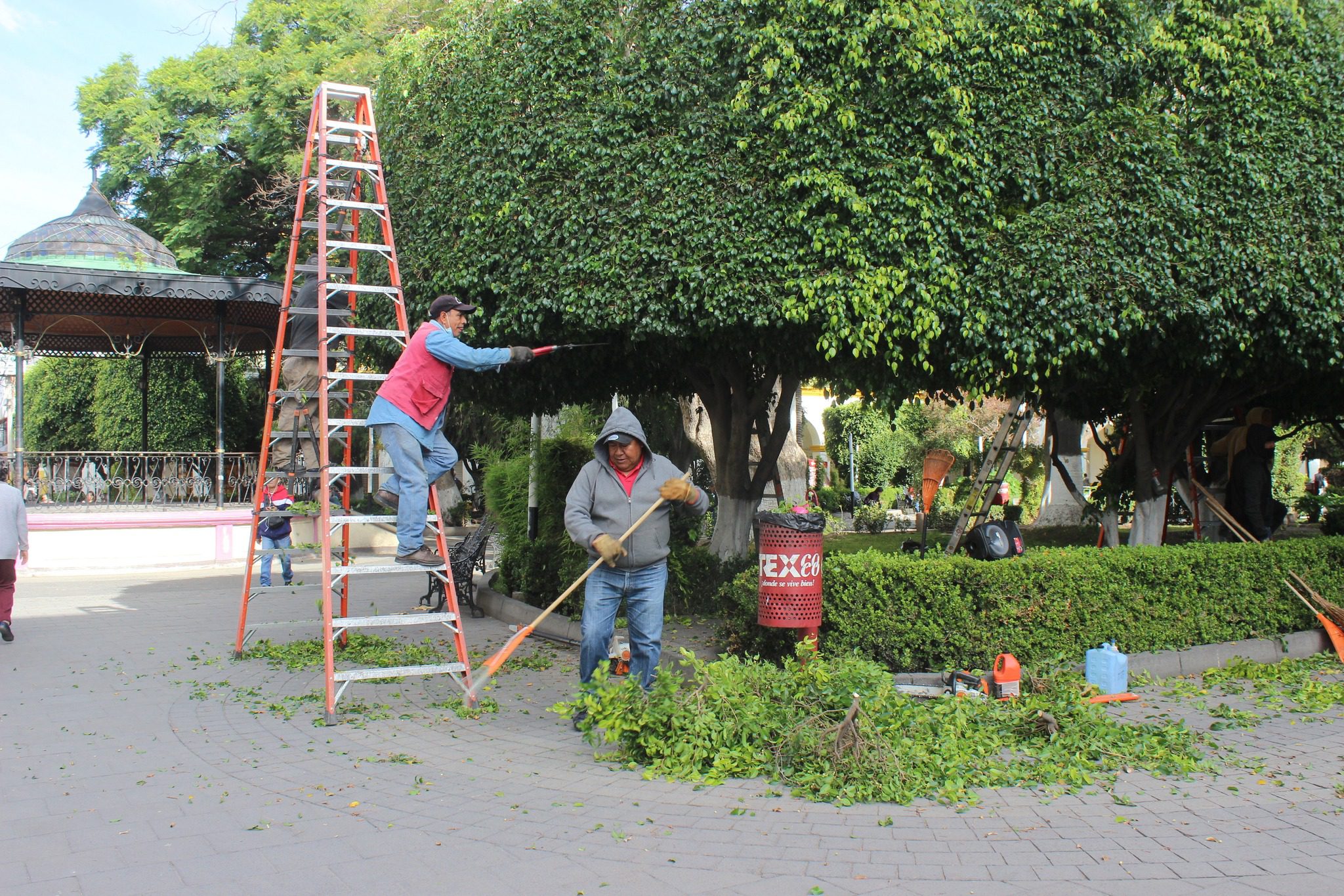 1692814836 533 El Ayuntamiento de Texcoco realiza la poda y mantenimiento del