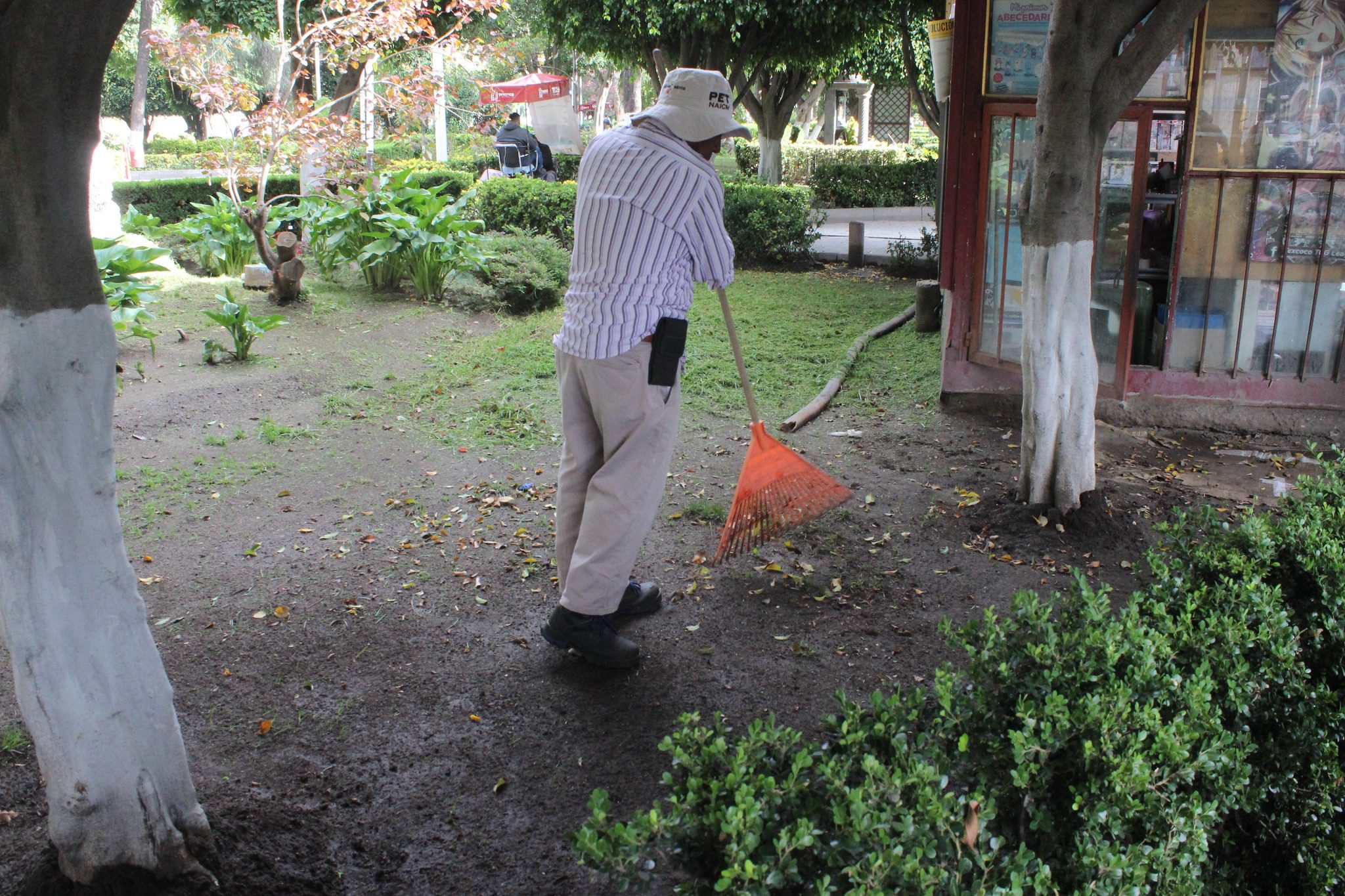 1692814847 708 El Ayuntamiento de Texcoco realiza la poda y mantenimiento del