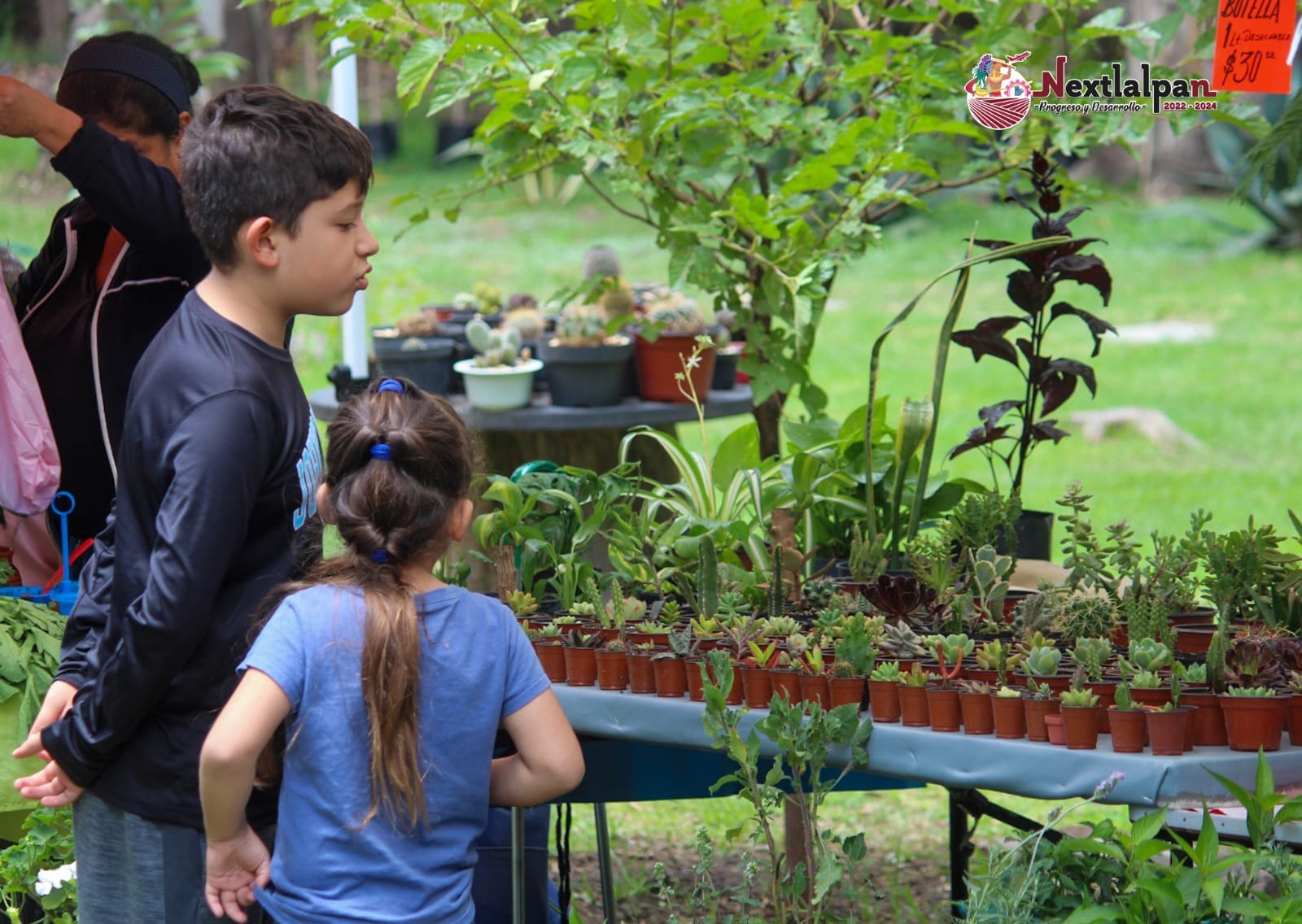 1692827317 744 ¡Aprende a cultivar fresas en tu propio hogar La Direccion