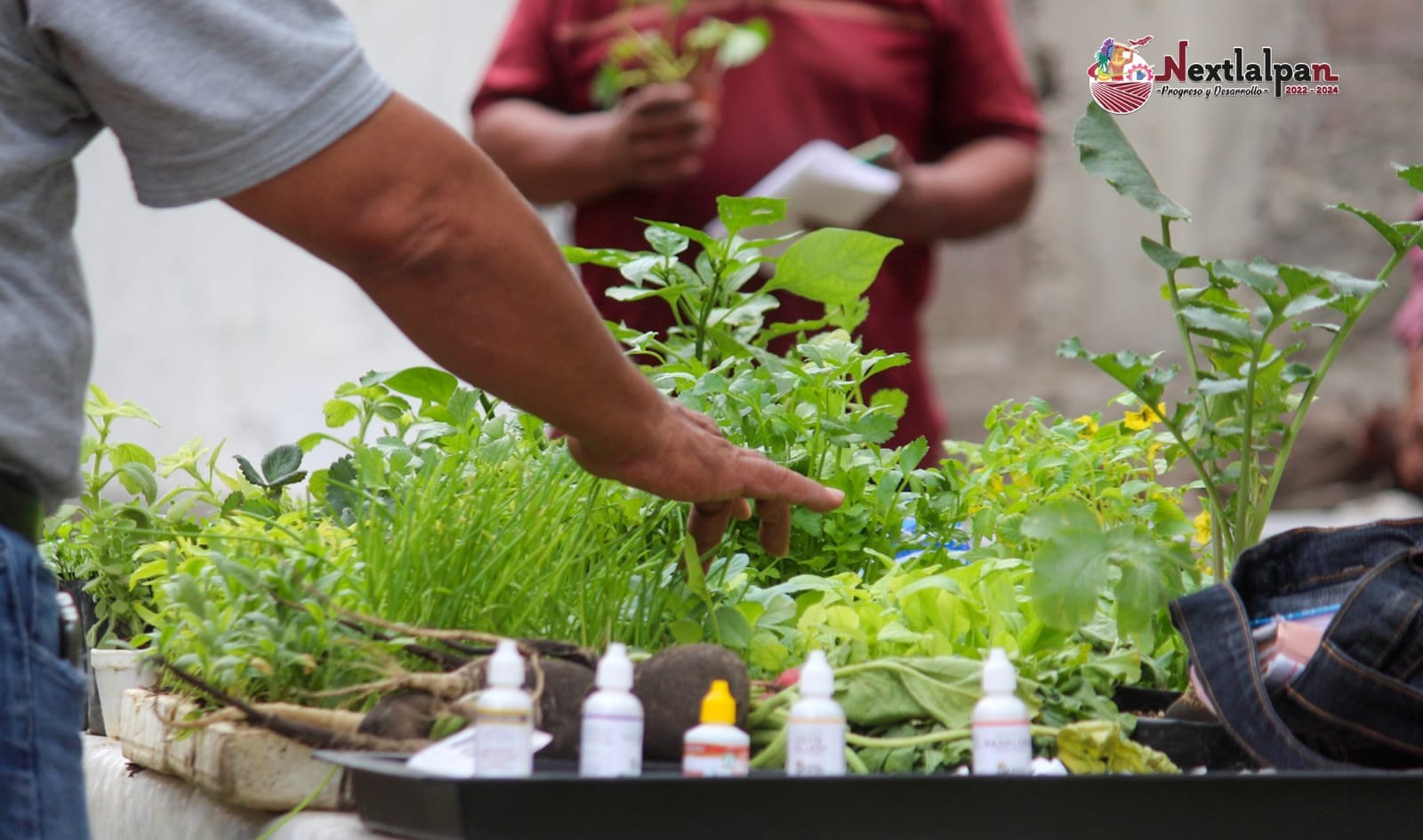 1692827326 162 ¡Aprende a cultivar fresas en tu propio hogar La Direccion