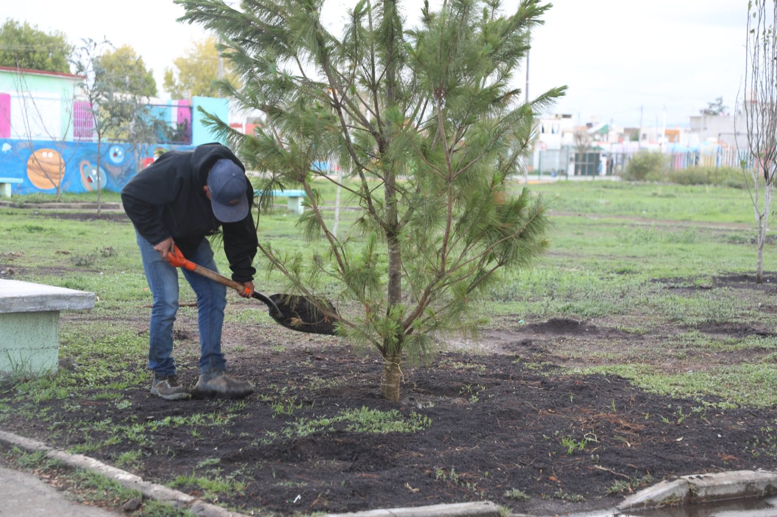 1692919237 748 Un ARBOL es un ser que vive para darnos vida