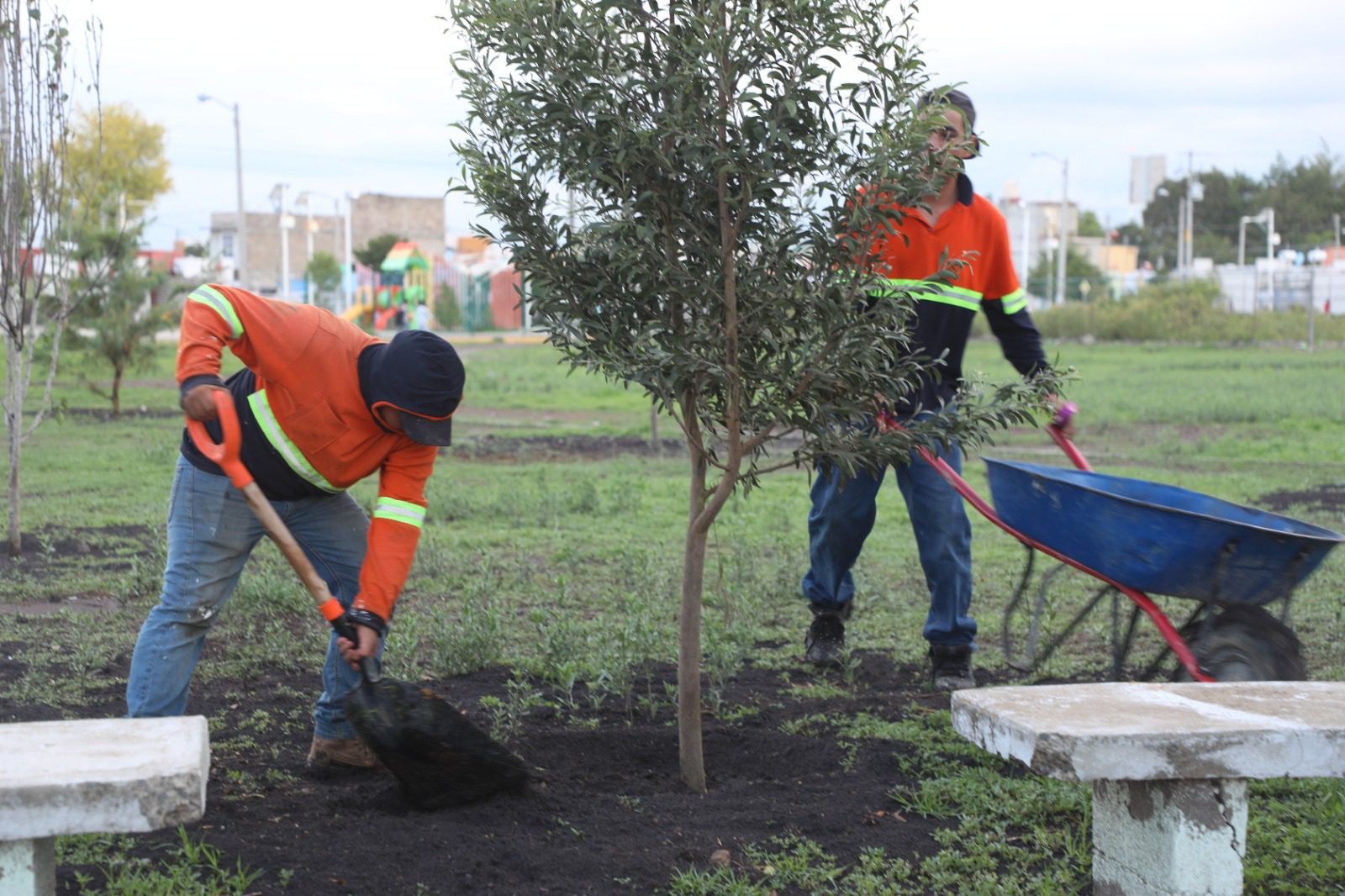 1692919244 760 Un ARBOL es un ser que vive para darnos vida