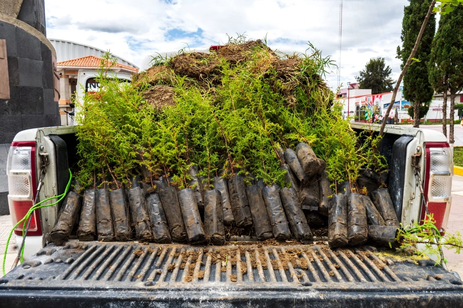 1692982766 GOBIERNO DE CHIMALHUACAN REALIZA TEQUIO AGROPECUARIO Y FORESTAL EN BARRIO jpg